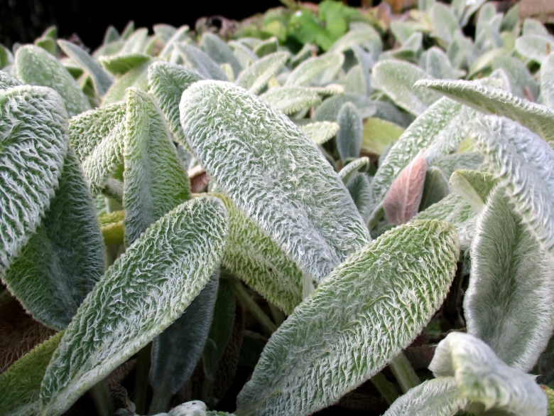 Растение с ворсистыми листьями