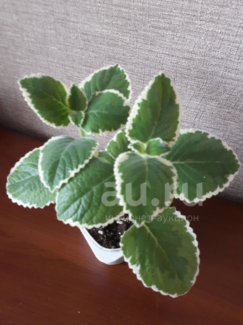 Плектрантус ароматный мята