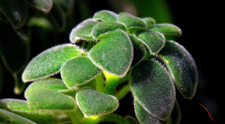 Суккуленты опушенные листья