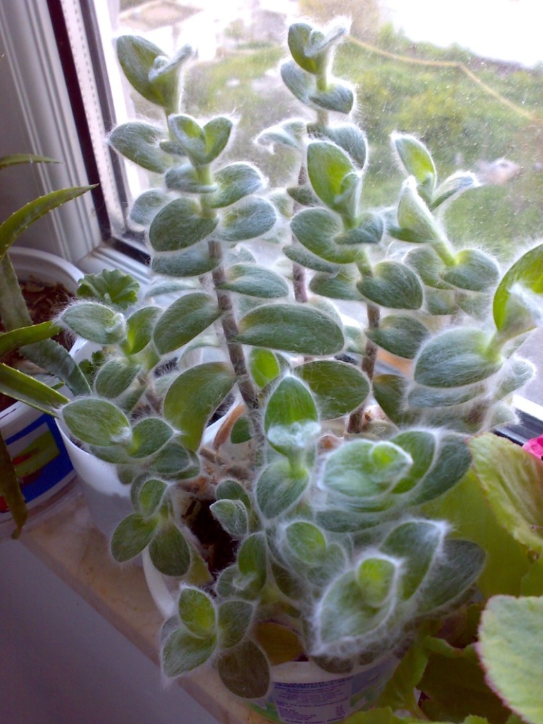 Традесканция пушистая силламонтана