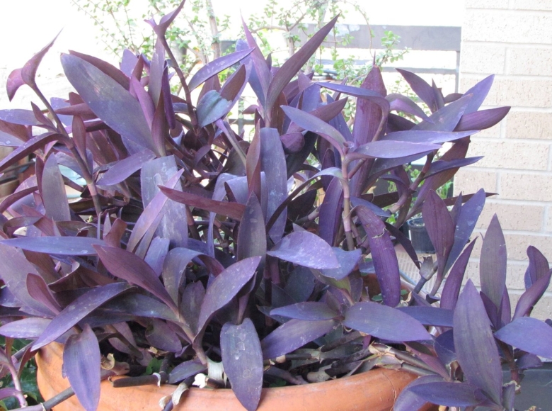 Традесканция сетрезия