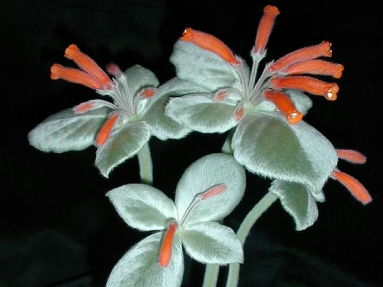 Синнингия leucotricha