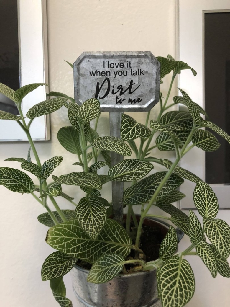 Горшечное растение с мохнатыми листьями