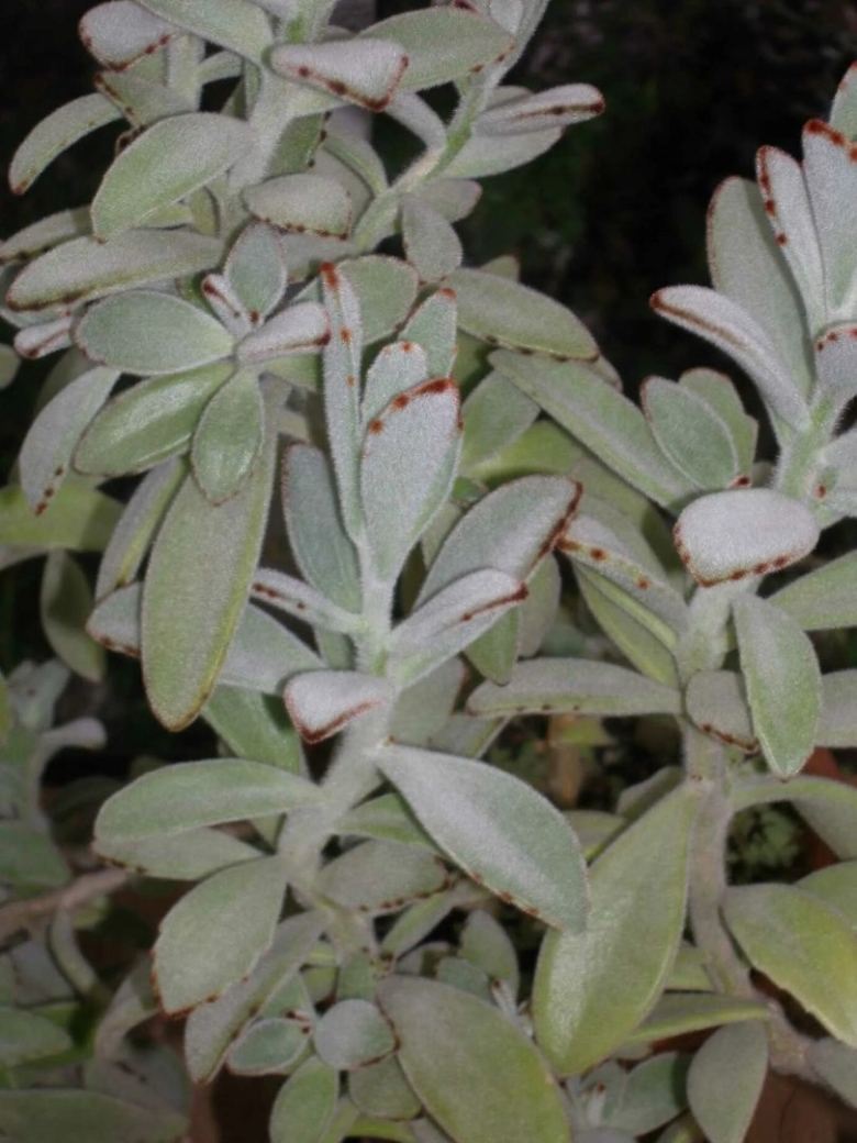 Каланхоэ томентоза Аида