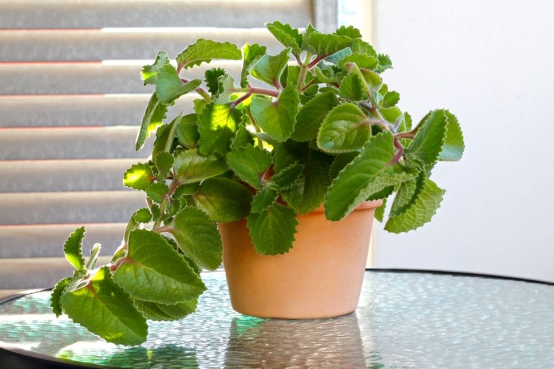 Плектрантус ароматный мята