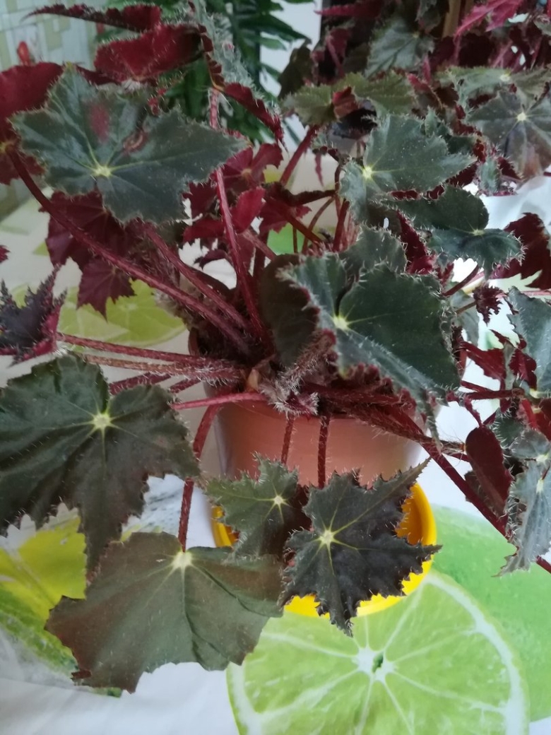 Бегония колючая