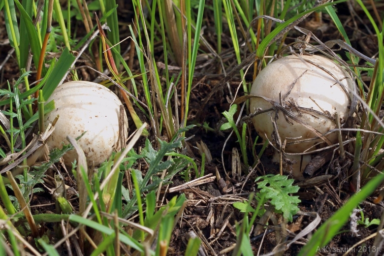 Степные шампиньоны