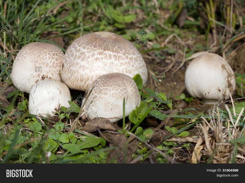 Полевой шампиньон желтокожий