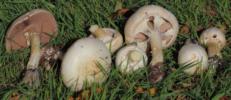 Шампиньон Луговой Agaricus Campestris