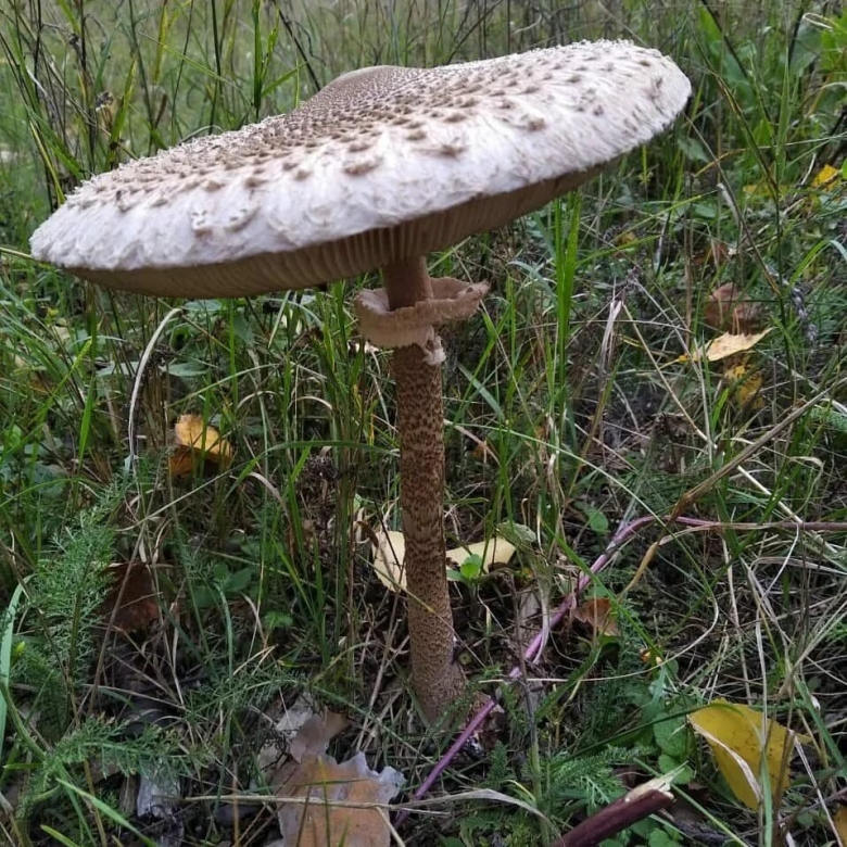 Белопольский гриб в Волгоградской