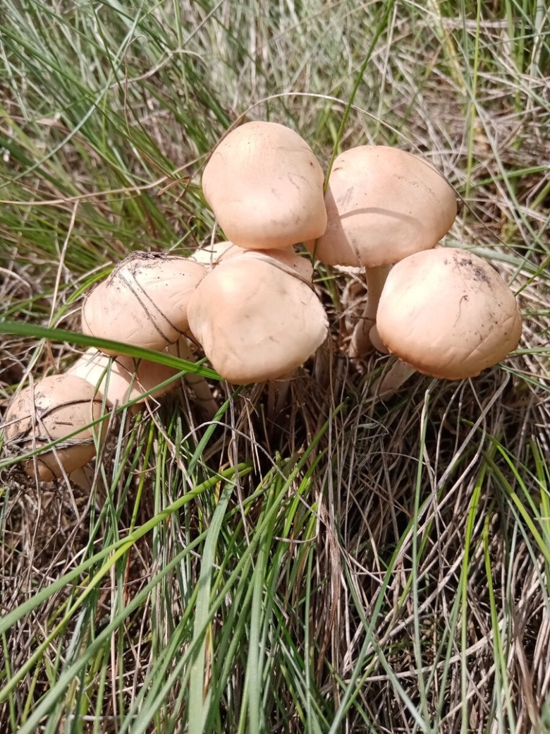 Полевые опята фото