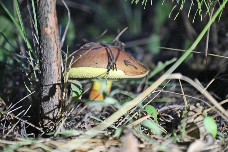 Зонтик полевой гриб