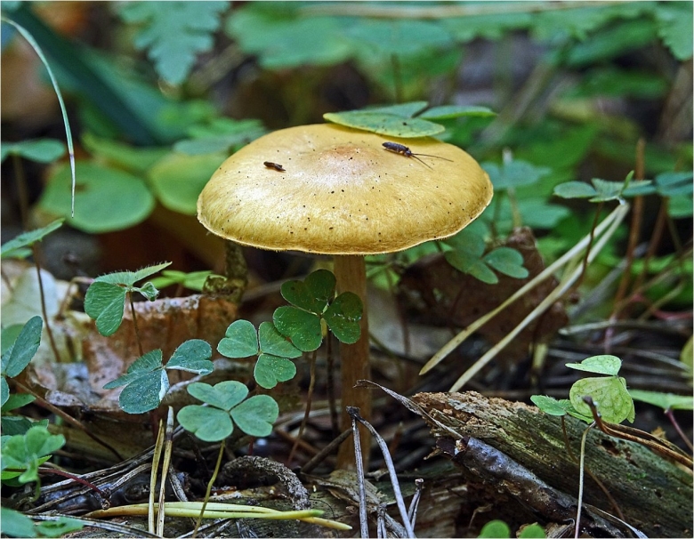 Паутинник светло-охристый