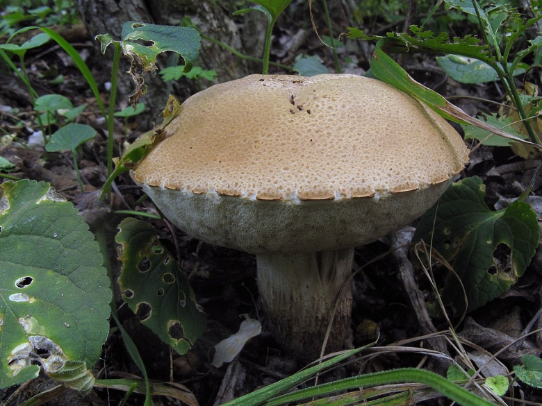 Подберёзовик жестковатый Leccinum duriusculum