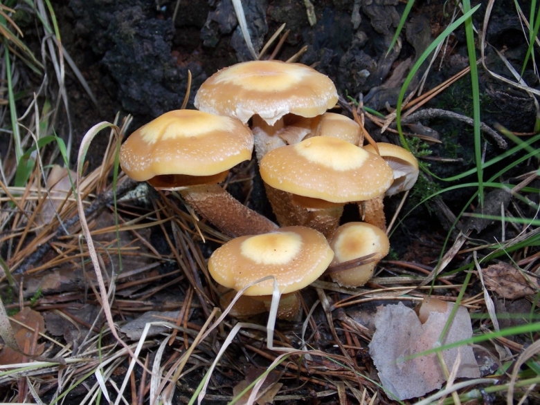 Опенок осенний Луговой