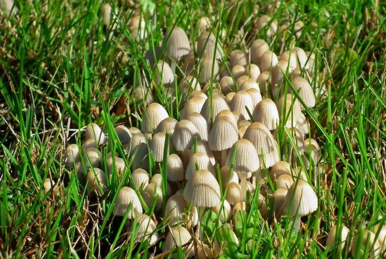 Луговая поганка гриб