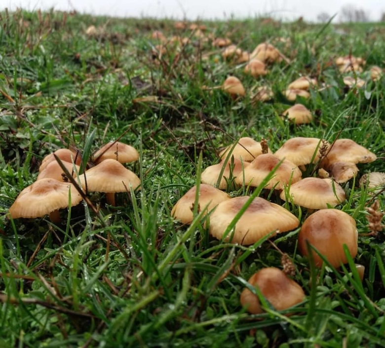 Опенок Луговой Marasmius Oreades