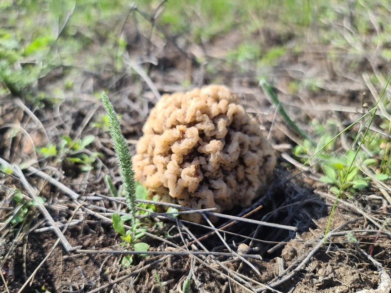 Сморчок Степной