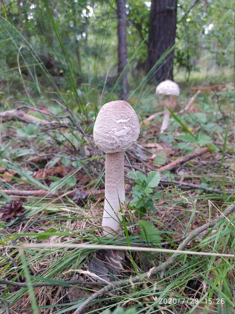 Парасолька гриб фото