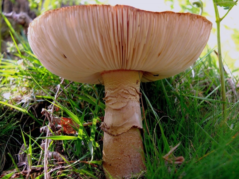 Agaricus californicus