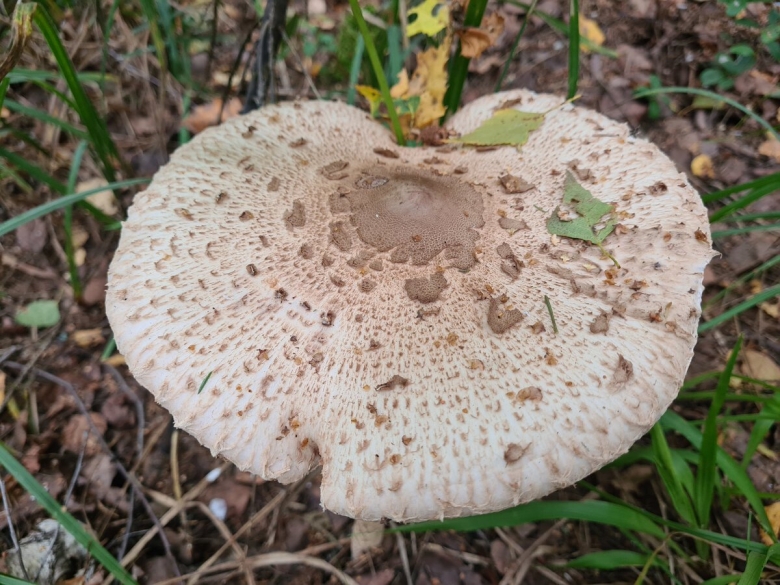 Съедобное пятнистое растение