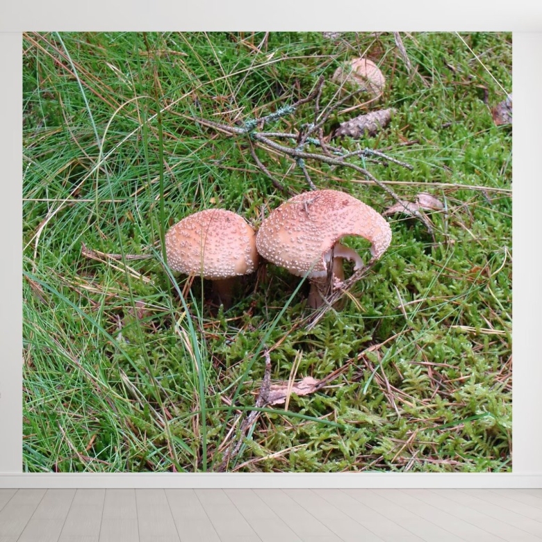 Мелкие коричневые грибы на газоне