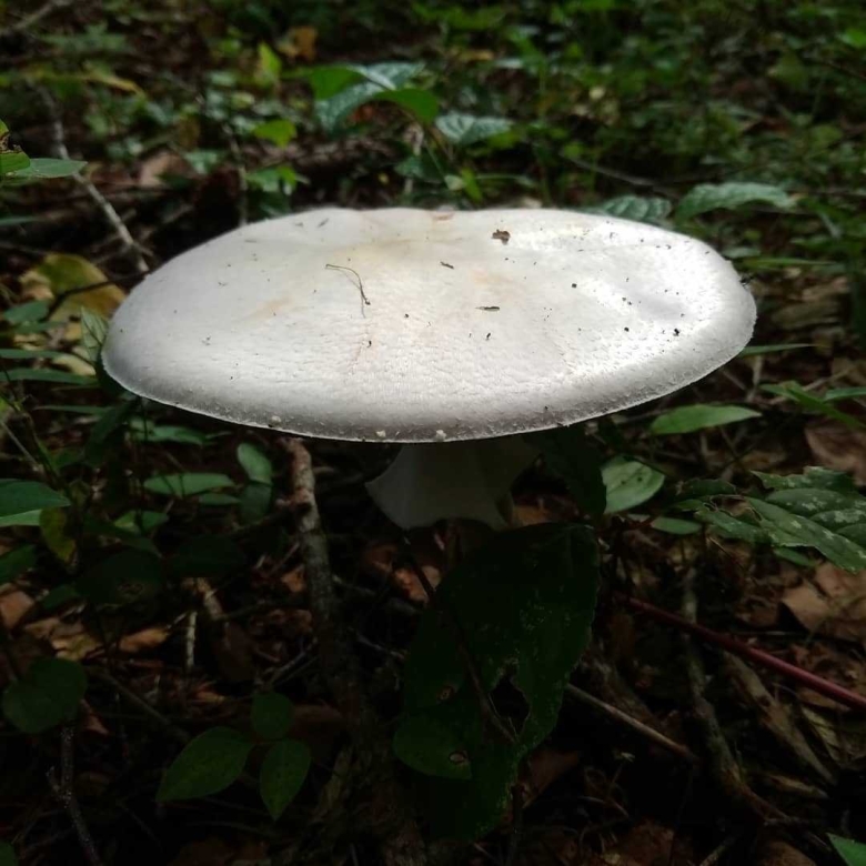 Белый шампиньон полевой