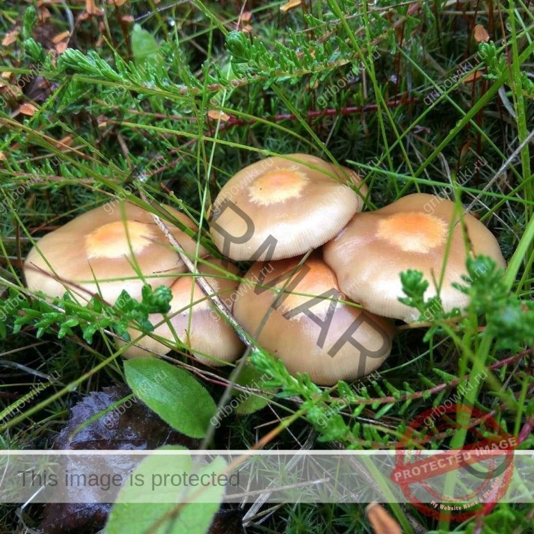 Грибы опята луговые