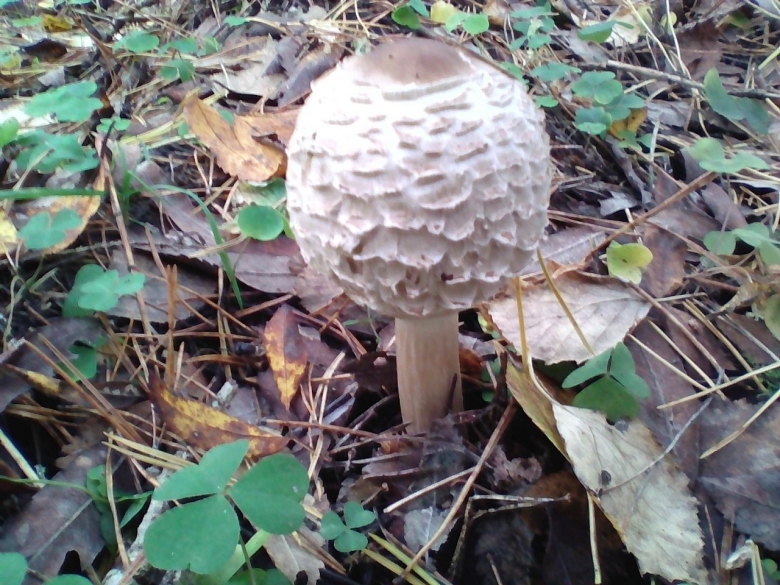 Гриб пестрый зонтик он какого цвета