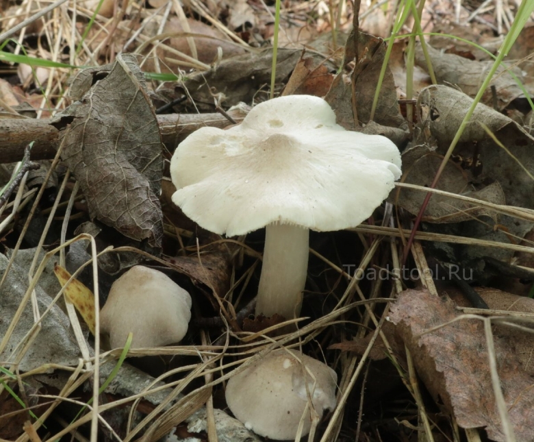 Рядовка Смоленск новости