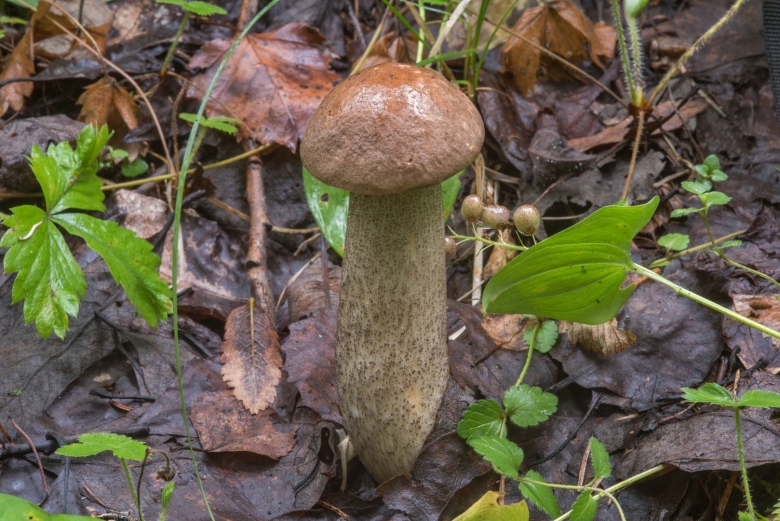 Подберёзовик обыкновенный