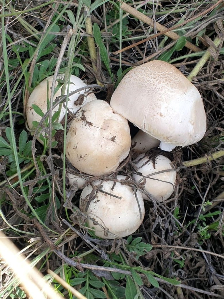 Шампиньон полевой фото