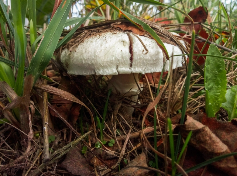 Черные полевые грибы