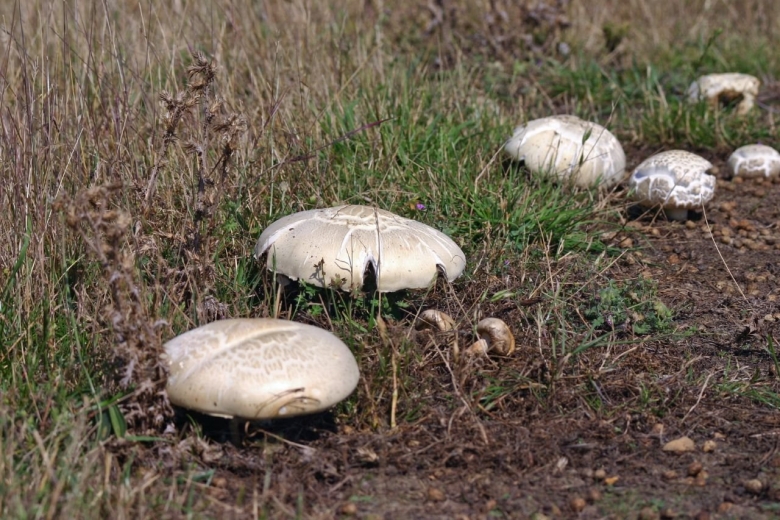 Шампиньон Луговой Agaricus Campestris