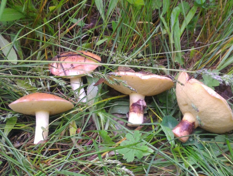 Майские маслята