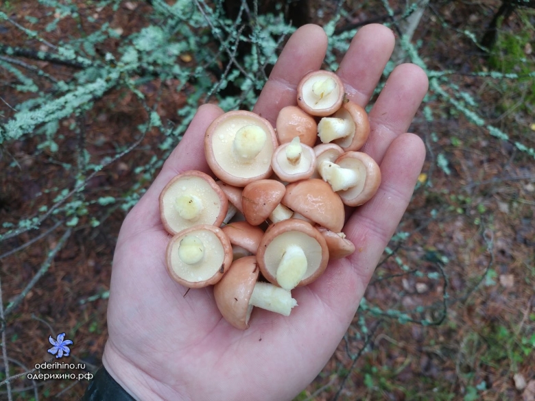 Полевые грибы средней полосы