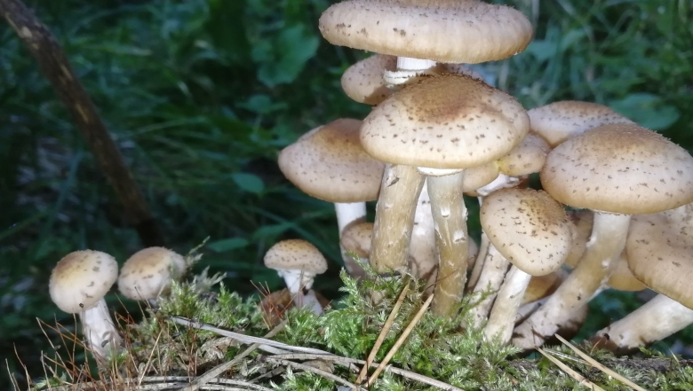 Опёнок летний Луговой