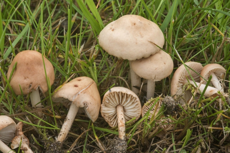 Опенок луговой негниючник