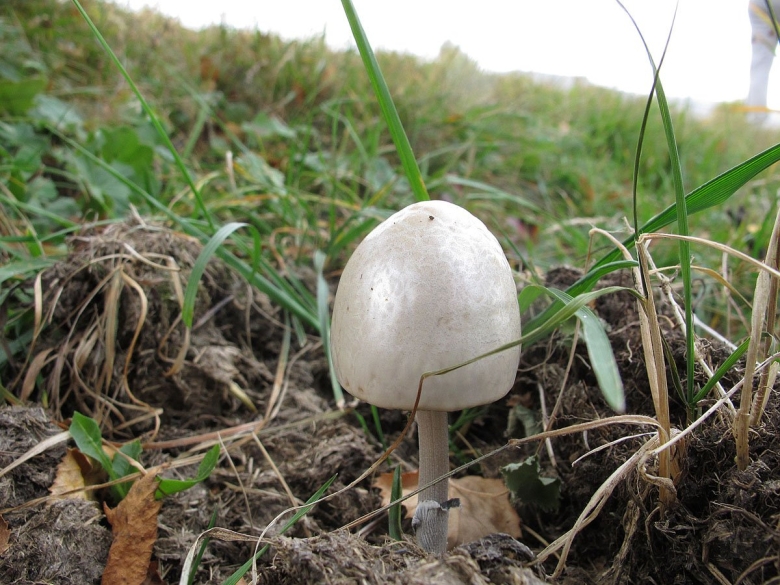 Панеолус полуяйцевидный