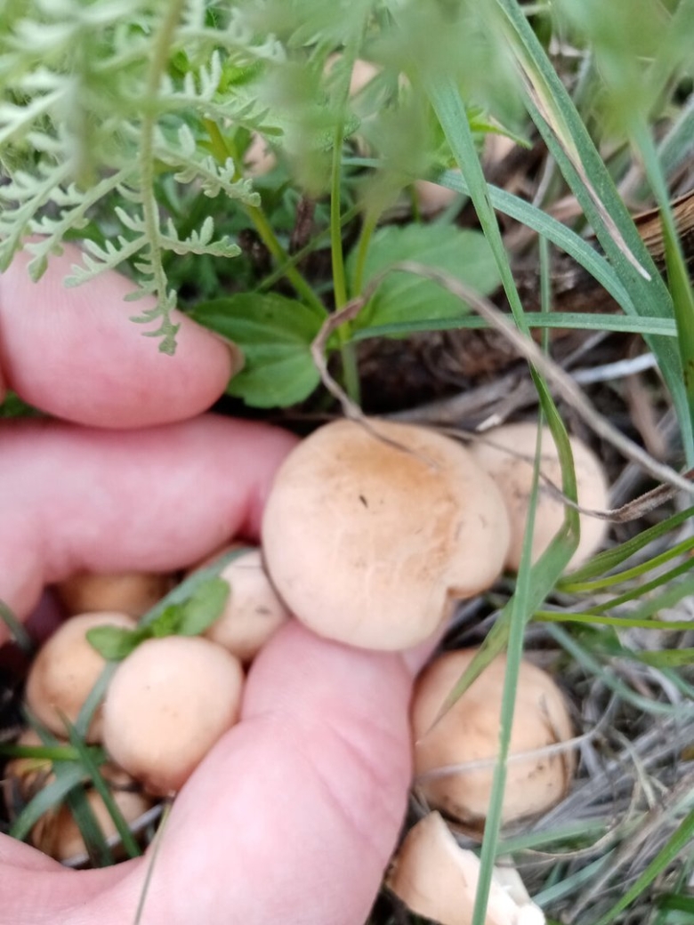 Как растут Дикие шампиньоны