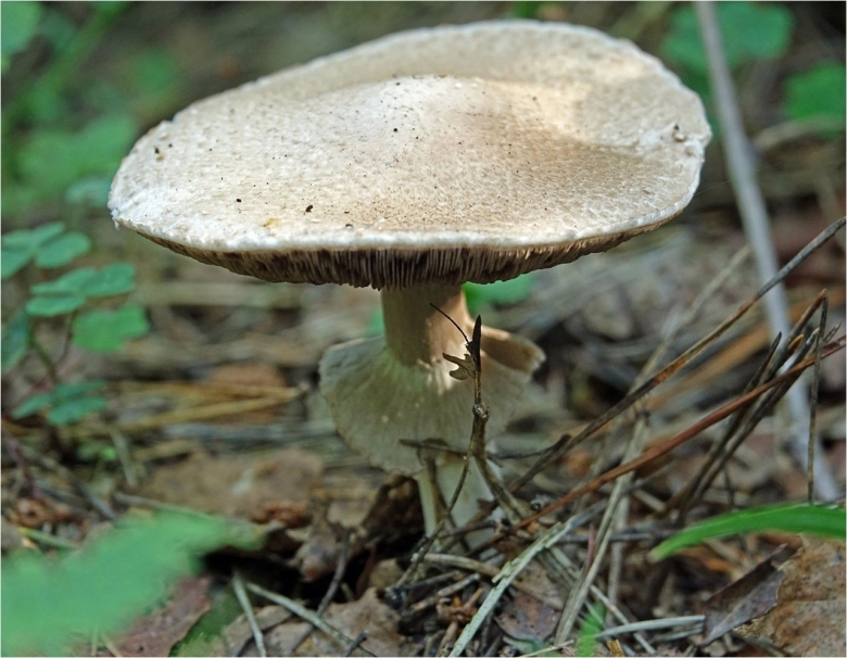 Шампиньон полевой фото