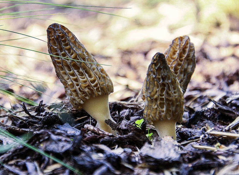 Мохнатый сморчок