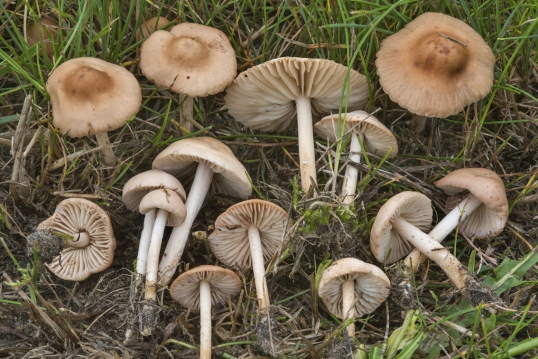 Опенок Луговой Marasmius Oreades