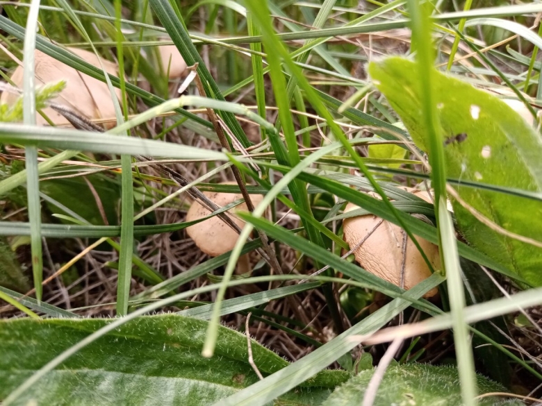 Как растут Дикие шампиньоны