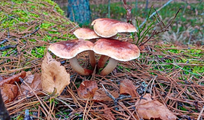 Осенние грибы в Азербайджане