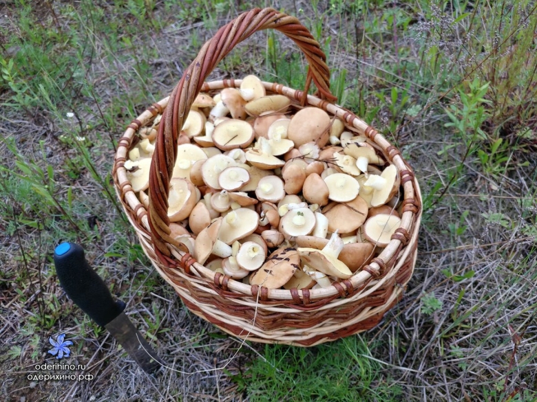 Под лужайники грибы