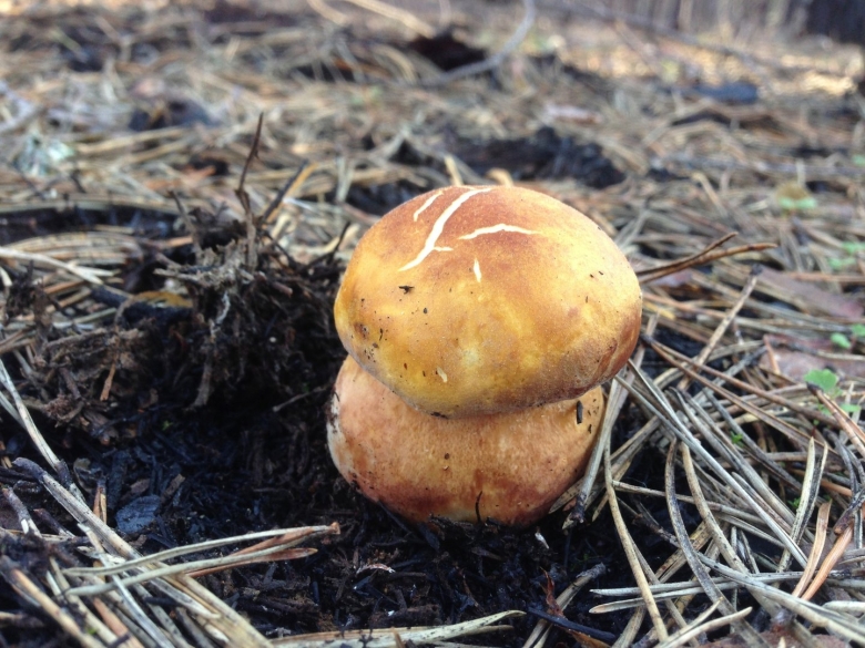 Подъяблонник гриб