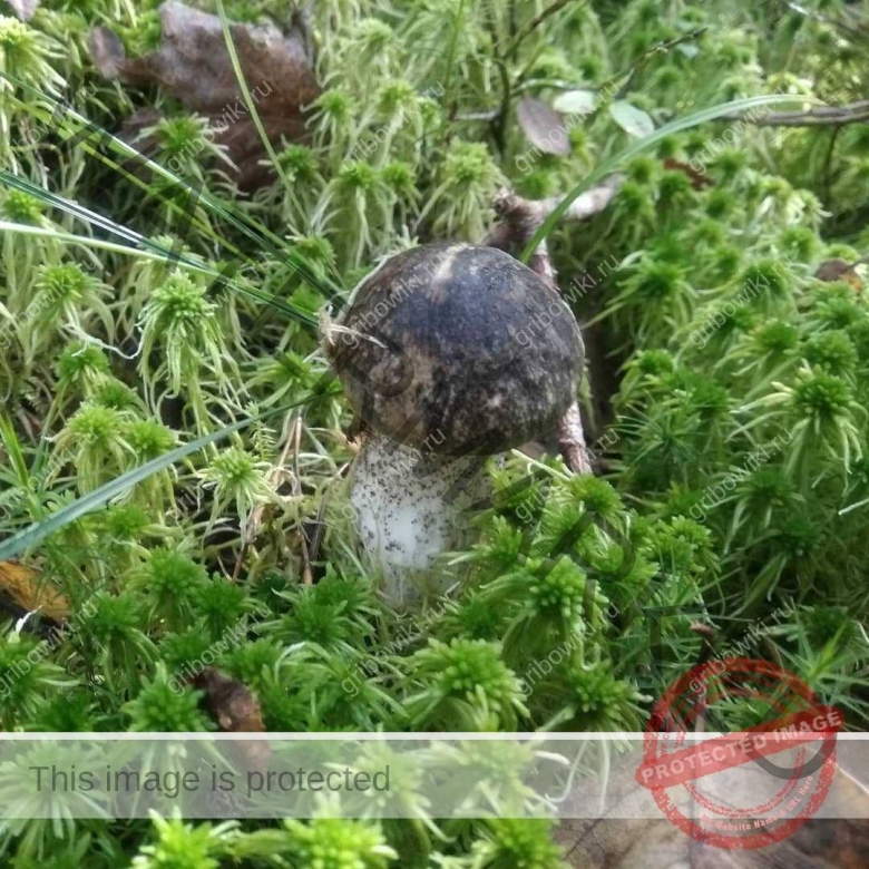 Ложный черноголовик фото