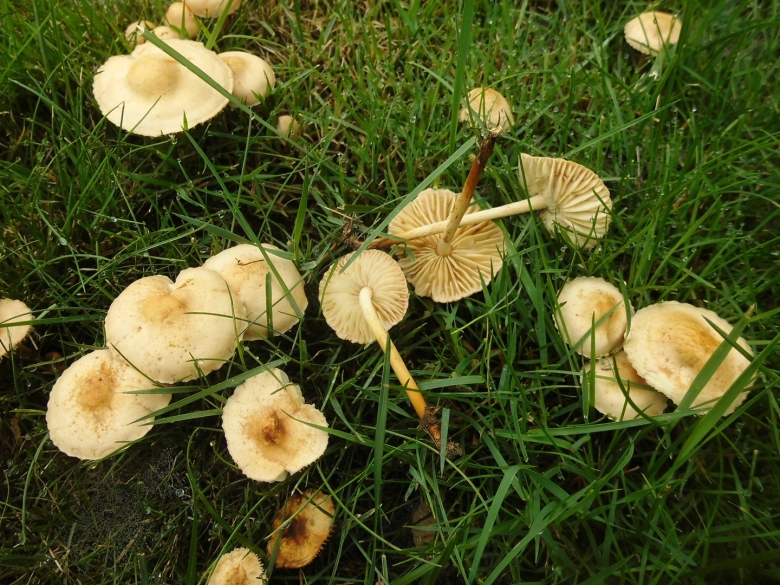 Опенок Луговой негниючник