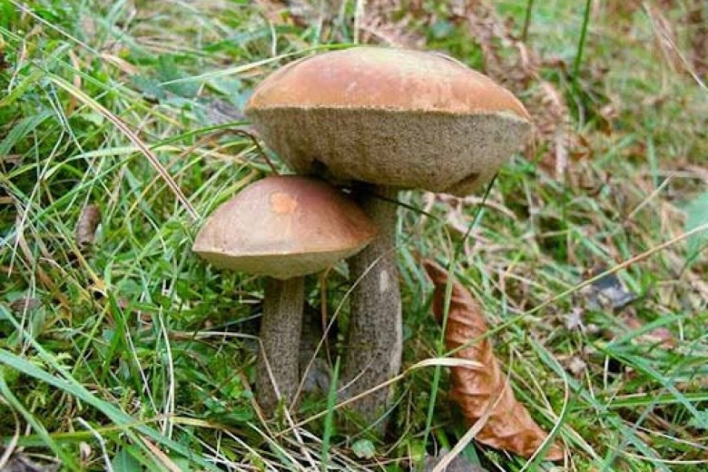 Подберёзовик обыкновенный съедобные грибы